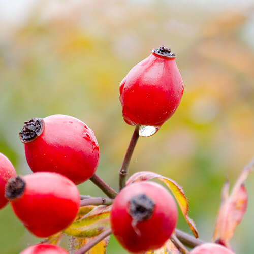 Шиповника экстракт.