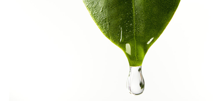 Рослинні екстракти