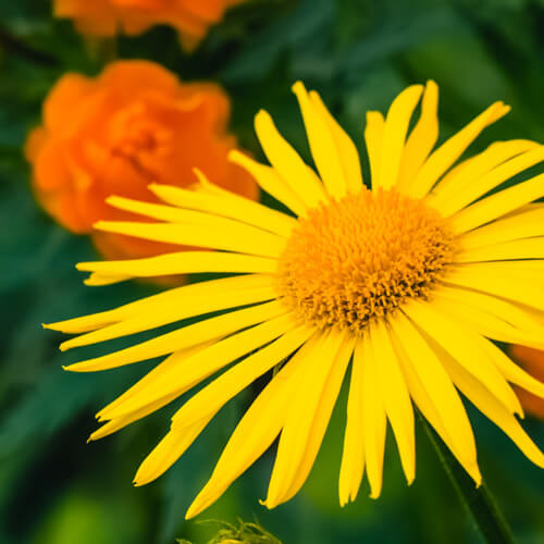 Арника, основной компонент в эликсире «Венотоник» ТМ Примафлора.